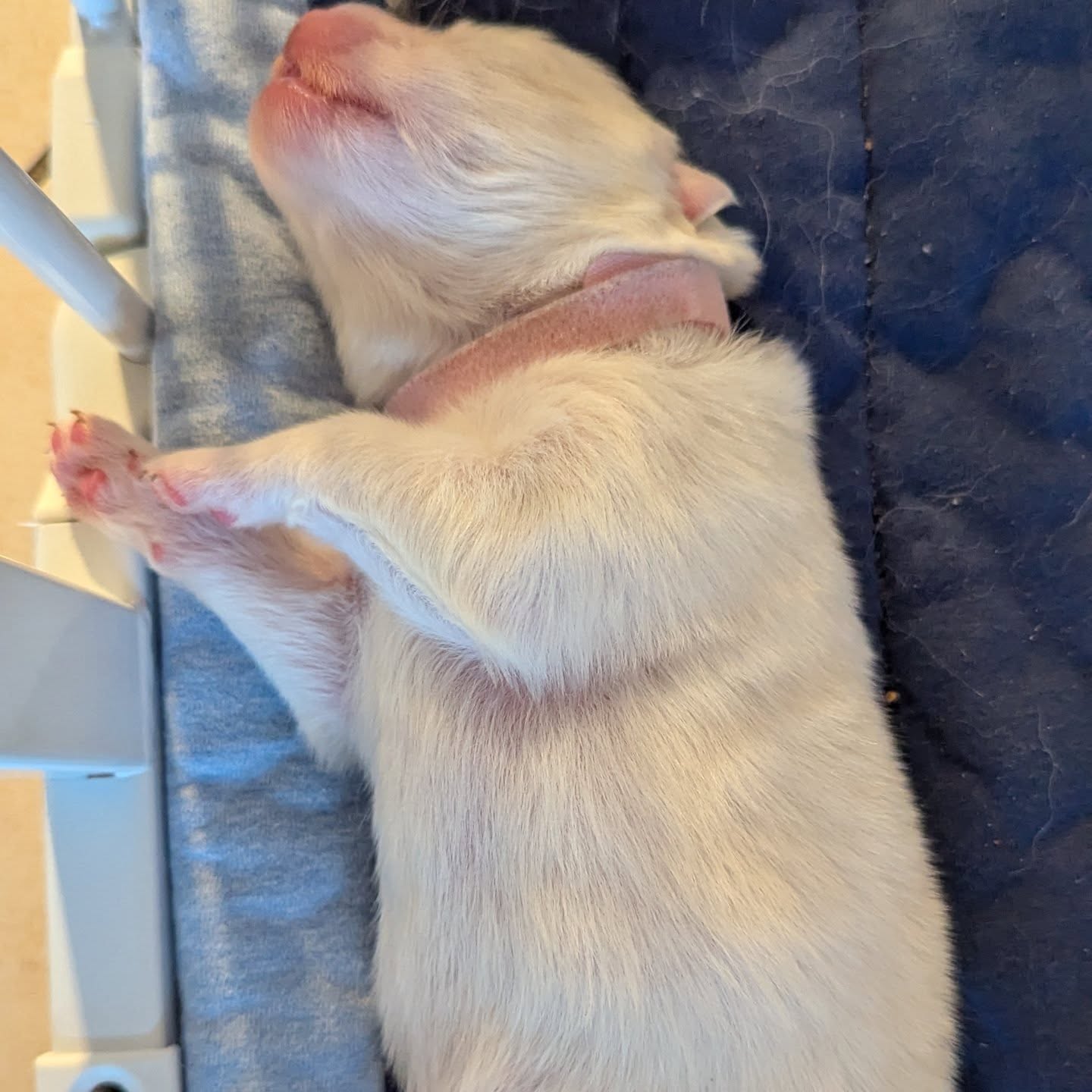 Unsere kleinen Samojeden entwickeln sich prachtvoll.