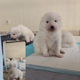 Unsere Kleinen haben ihr Gewicht innerhalb von 3 Wochen verdreifacht.