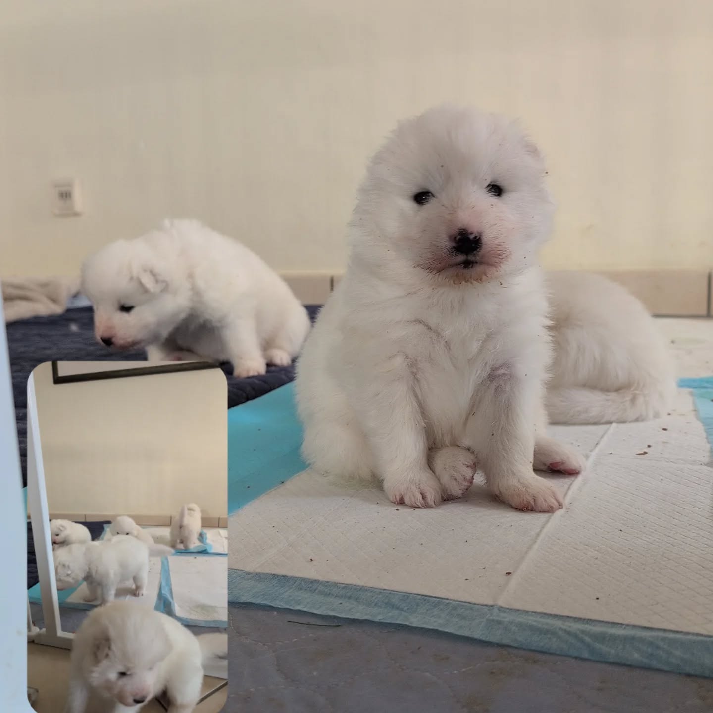 Unsere Kleinen haben ihr Gewicht innerhalb von 3 Wochen verdreifacht.