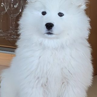 Athuro wach und aufmerksam