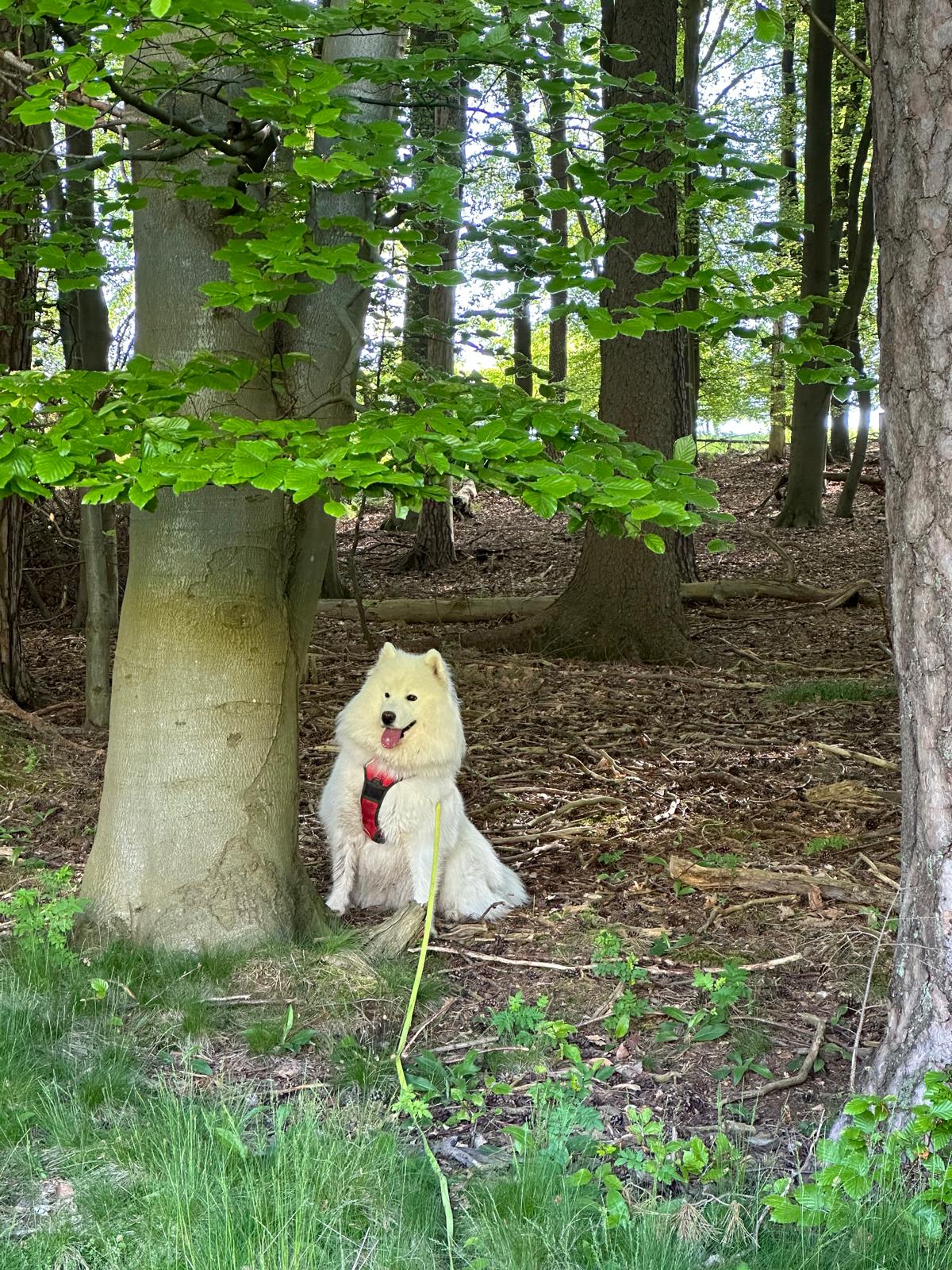 Lucie, eine weiße Samojedenhündin, im grünen Wald