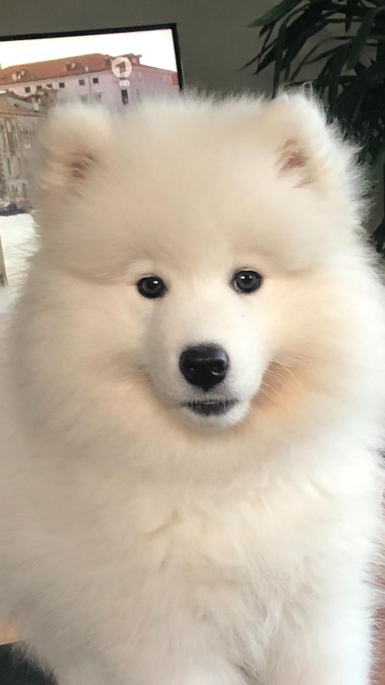 Lucie als Samojedenwelpe